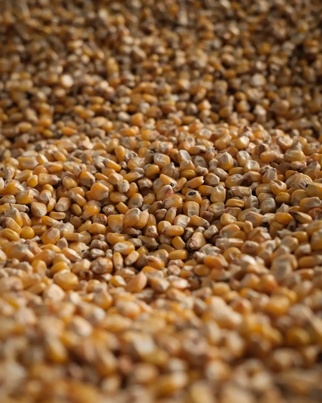 A vast container full of never ending corn. Created and photographed by Hiroku
